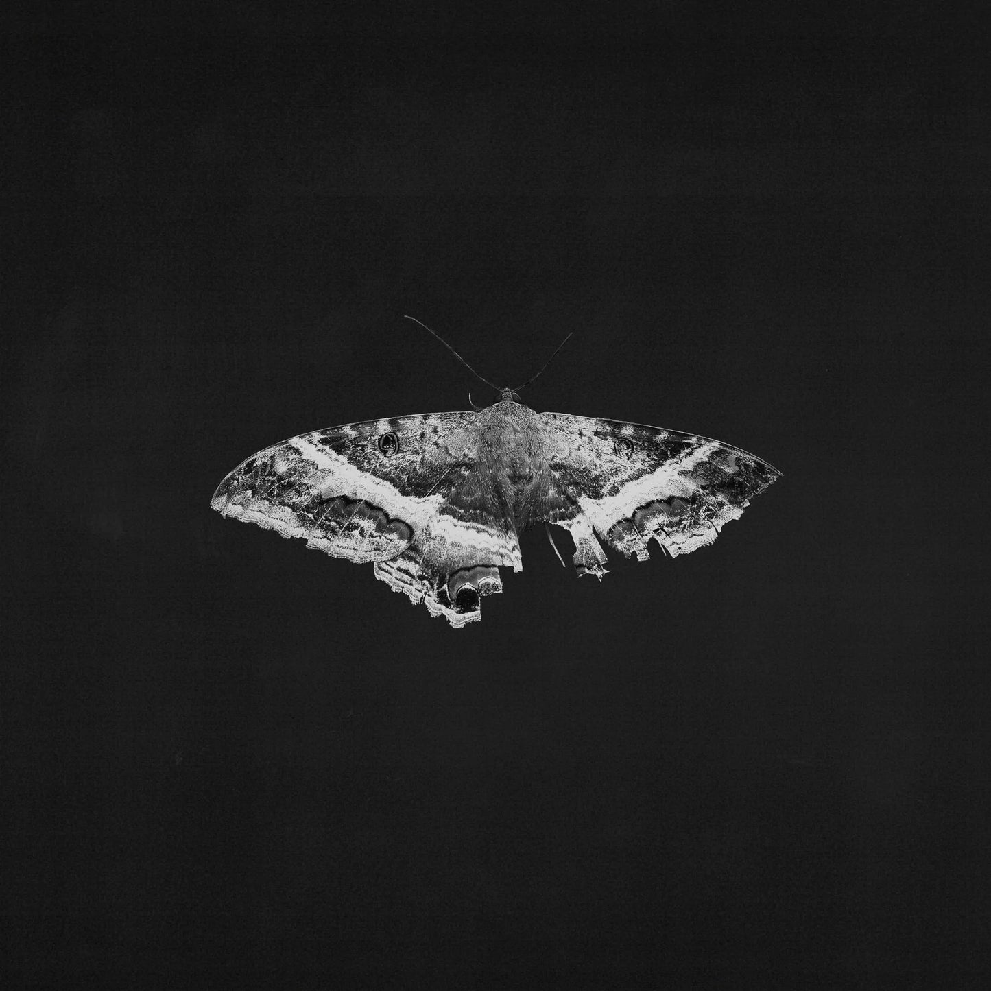 To Pimp A Butterfly // (10 Year Anniversary Edition)